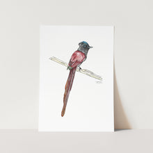 Load image into Gallery viewer, Paradise Flycatcher Art Print