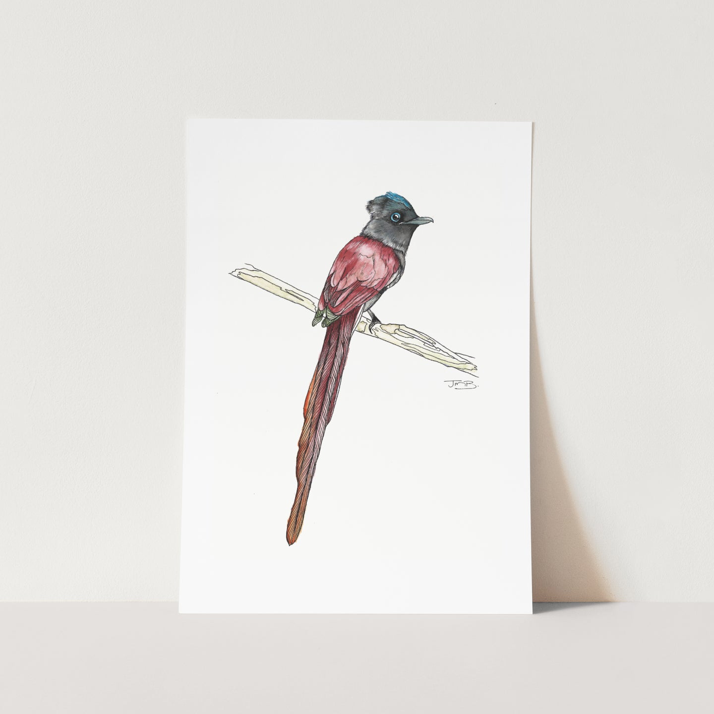 Paradise Flycatcher Art Print