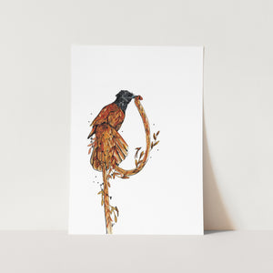 Paradise Bird Art Print