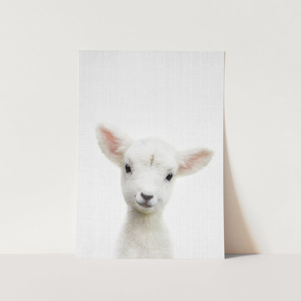 Peekaboo Baby Sheep PFY Art Print