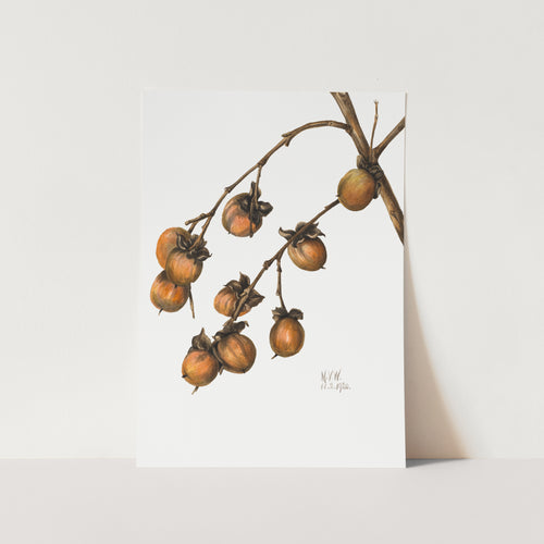 Persimmon (1920) PFY Art Print