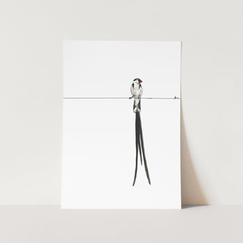 Pin-tailed whydah Art Print