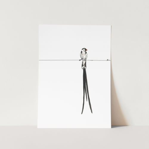 Pin-tailed whydah Art Print