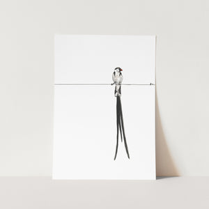 Pin-tailed whydah Art Print