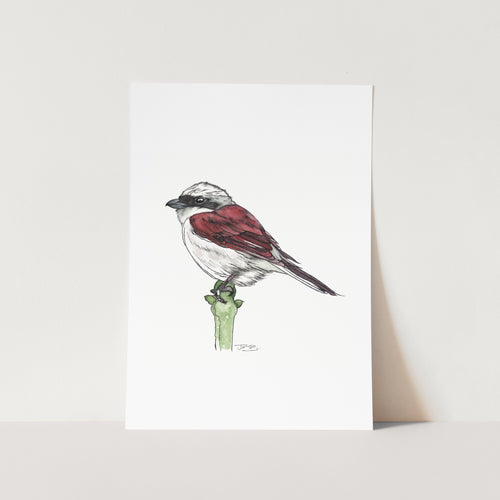 Red-Backed Shrike Art Print