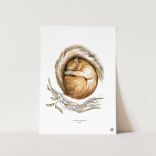 Load image into Gallery viewer, Squirrel Art Print