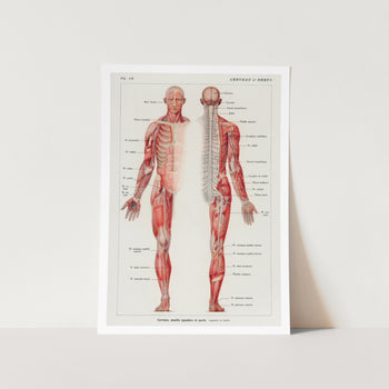 The human nervous system Art Print