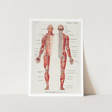 Load image into Gallery viewer, The human nervous system Art Print