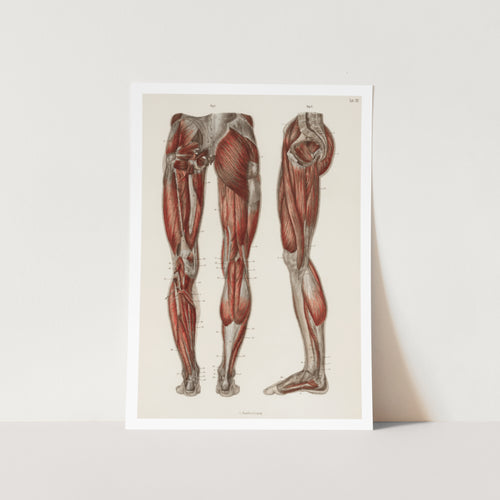 The muscles of the legs and feet Art Print