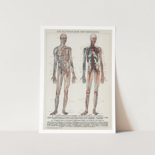 The human blood vessels and cardiovascular system Art Print