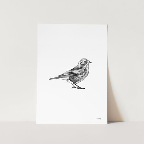Sparrow by JMB Art Print