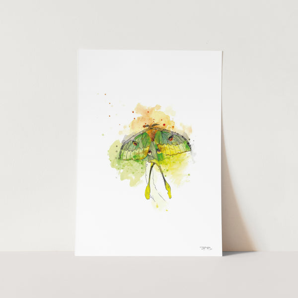 Luna Moth by JMB Art Print