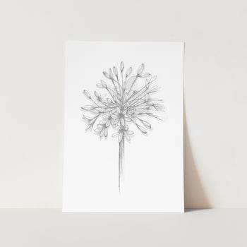 Agapanthus Silhouette Full Bloom Art Print