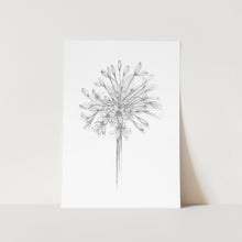 Load image into Gallery viewer, Agapanthus Silhouette Full Bloom Art Print