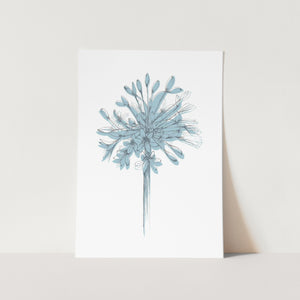 Agapanthus Silhouette Full Bloom Art Print