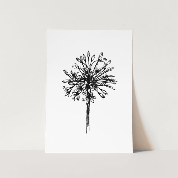 Agapanthus Silhouette Full Bloom Outline Art Print
