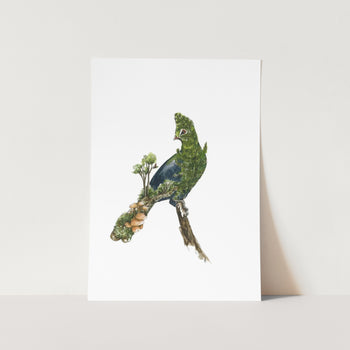 Loeri by Mareli Art Print