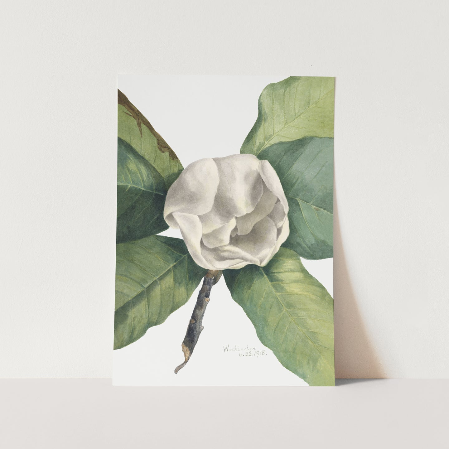 Southern Magnolia (1918) PFY Art Print