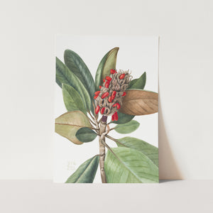 Southern Magnolia (1923) PFY Art Print