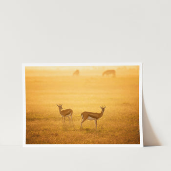 Springbok Morning Graze PFY Art Print