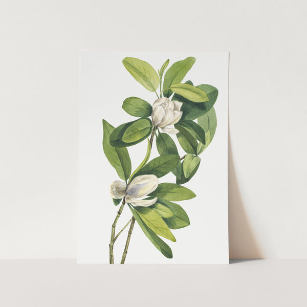 Swamp Magnolia (1918) PFY Art Print