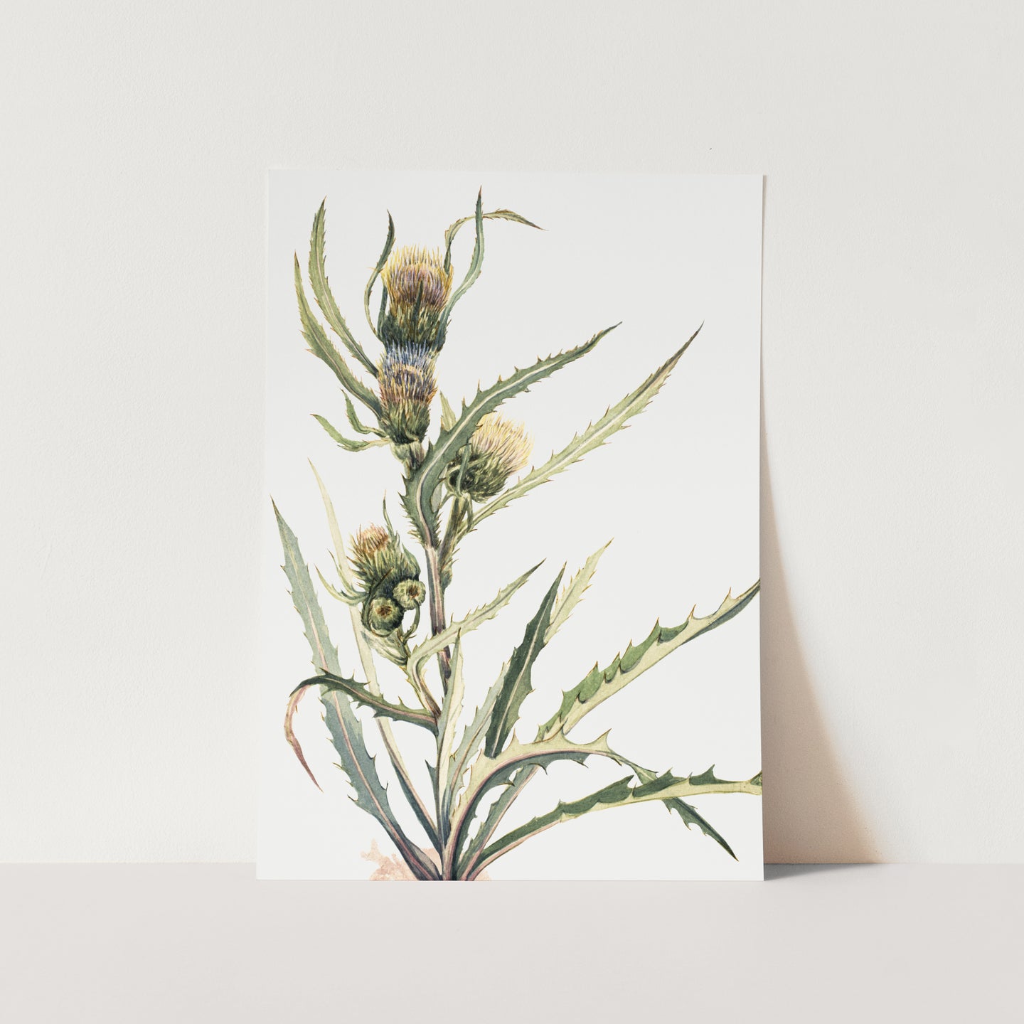 White Thistle PFY Art Print