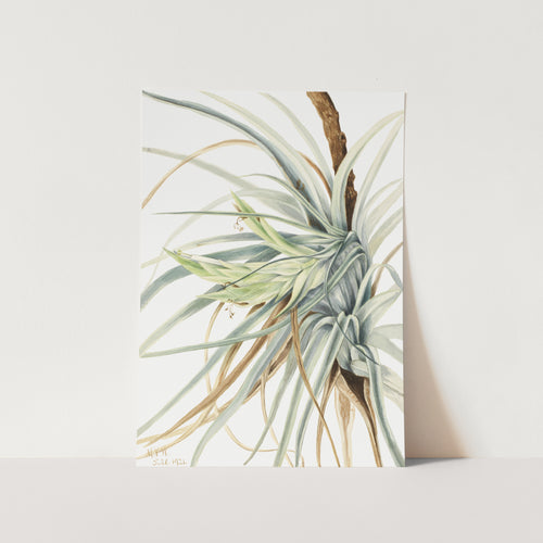 Wild Pineapple (1921) PFY Art Print