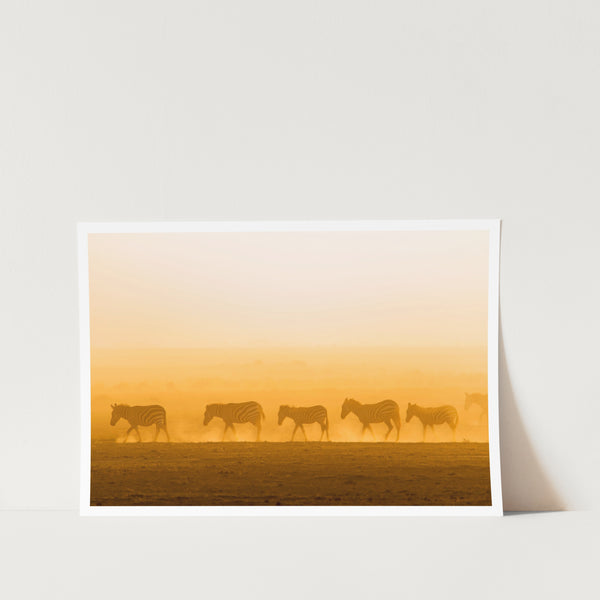 Zebras Morning Walk PFY Art Print