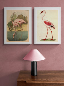 Lesser Flamingo French Painting Art Print