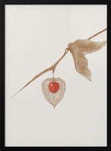 Load image into Gallery viewer, Psysalis/ Groundcherry PFY Art Print