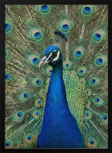 Load image into Gallery viewer, The Peacock PFY Art Print