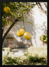 Load image into Gallery viewer, Fresh Lemons on Tree PFY Art Print