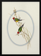 Load image into Gallery viewer, Gouldian Finches Perched PFY Art Print