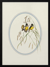 Load image into Gallery viewer, Gouldian Finches Illustration PFY Art Print