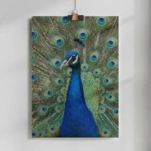 Load image into Gallery viewer, The Peacock PFY Art Print