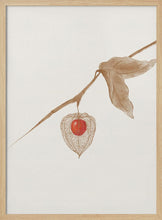 Load image into Gallery viewer, Psysalis/ Groundcherry PFY Art Print