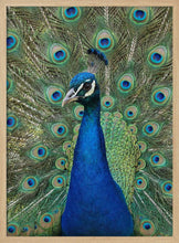 Load image into Gallery viewer, The Peacock PFY Art Print