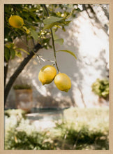 Load image into Gallery viewer, Fresh Lemons on Tree PFY Art Print