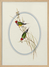 Load image into Gallery viewer, Gouldian Finches Perched PFY Art Print