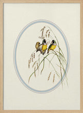 Load image into Gallery viewer, Gouldian Finches Illustration PFY Art Print