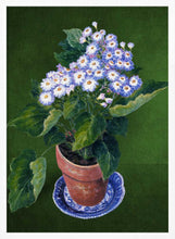 Load image into Gallery viewer, Cineraria, By Josephine PFY Art Print