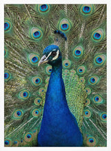 Load image into Gallery viewer, The Peacock PFY Art Print