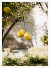 Load image into Gallery viewer, Fresh Lemons on Tree PFY Art Print