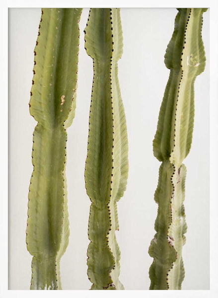 Tall Green Cacti PFY Art Print