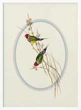 Load image into Gallery viewer, Gouldian Finches Perched PFY Art Print