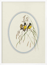 Load image into Gallery viewer, Gouldian Finches Illustration PFY Art Print