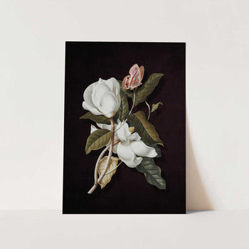 Magnolia Butterfly Bloom PFY Art Print