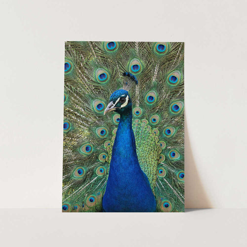 The Peacock PFY Art Print