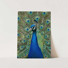Load image into Gallery viewer, The Peacock PFY Art Print
