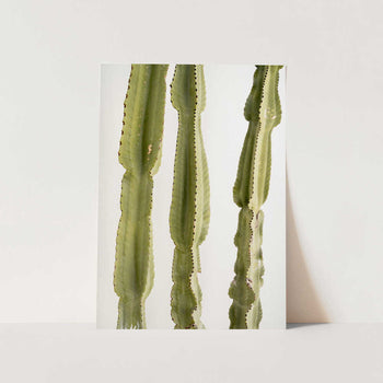 Tall Green Cacti PFY Art Print